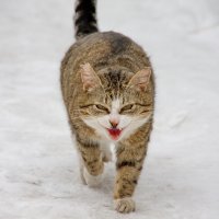Зима, коты :: Сергей Богов