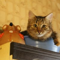 кошка и мышь :: Дмитрий Симонов