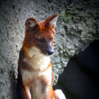 Красный волк :: Мария Трощинская