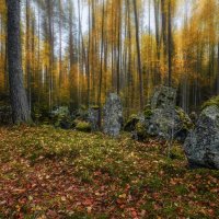 В лесу :: Владимир Колесников