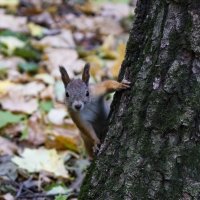 ЭТА.... А ЧЕ ЭТ ВЫ ТУТ ДЕЛАЕТЕ, ААААА?!. :: Наталья Меркулова