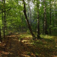 В поисках лося, которого в этот раз не нашел :: Андрей Лукьянов