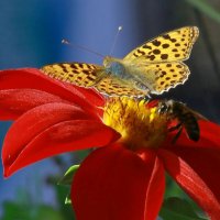 бабочка :: Алтынбек Картабай