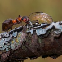 Лесной муравей :: Pepsovich 