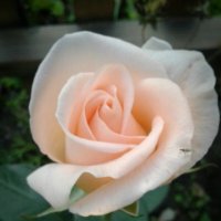 Сибирская роза :: Вероника Семенькова
