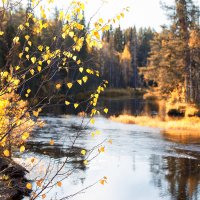 Золотая осень на севере Карелии :: Роман Дудкин