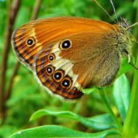 Coenonympha arcania (Linnaeus, 1761) - Сенница таинственная :: vodonos241 