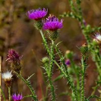 *Carduus pseudocollinus (Schmalh.) Klokov (семейство Asteraceae)Чертополох ложнохолмовой :: vodonos241 