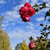 розы осени :: tatiana 