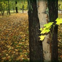 В старом парке. :: Любовь 