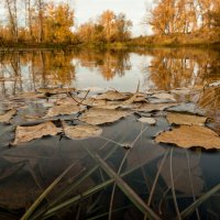 Листья осени на воде... :: Сергей Герасимов