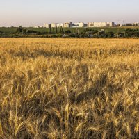 пшеница :: олег добрый