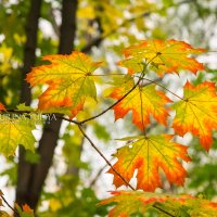 Кленовые листья :: Юлия Батурина