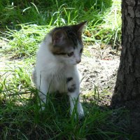 Котёнок. :: Sall Славик/оf