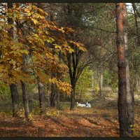 Собаки в осеннем лесу. :: Юрий ГУКОВЪ