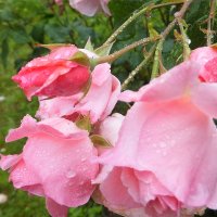 розовые розы :: tina kulikowa