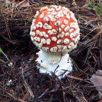 *Тихая фотоохота.    Мухомо́р кра́сный (лат. Amanita muscaria) :: vodonos241 