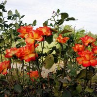 В октябре и розы цвета осени. :: Татьяна Помогалова