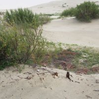 "странствующие дюны". Куршский залив :: elena manas