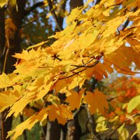 Осенний желтый лист. :: Лариса Исаева