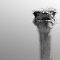 Житель  страусиной  фермы :: Геннадий Супрун