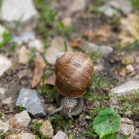 улитка :: Василий Смысленов