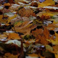 Листья ложатся как пестрый ковер на травы... :: Tatiana Markova