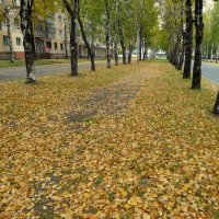 Осенний ковер. :: Елизавета Успенская