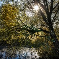 Осенний свет :: Владимир Буравкин