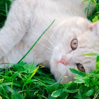 Кот на траве :: Лина Ситникова