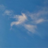 На что похожи облака? 3 - голубь :: Светлана Рябова-Шатунова