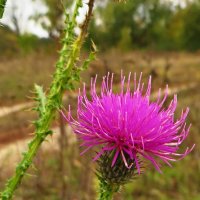 Carduus pseudocollinus (Schmalh.) Klokov (семейство Asteraceae)Чертополох ложнохолмовой. :: vodonos241 