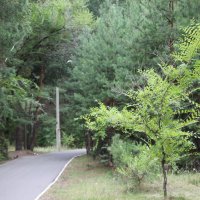 Лыже-ройлерная дорожка в лесопарке :: Олег Афанасьевич Сергеев