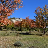 Осень в Крыму (старый абрикосовый сад у Белокаменного) :: Игорь Кузьмин