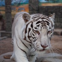 Белый тигр. :: Алексей 