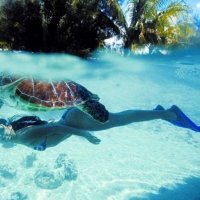 Океан и черепаха :: Наталия Неста 