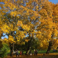 Осень в парке Кадриорг :: veera v