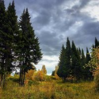 Прогулка по осеннему лесу-3 :: Анатолий Катков