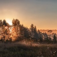 Золотые монетки осени :: Вера Лучникова