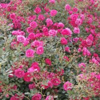 Roses :: Алёна Савина