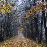 Осенний тоннель :: Александр Крупский