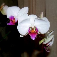 Орхидея фаленопсис — цветок бабочка  . :: Мила Бовкун