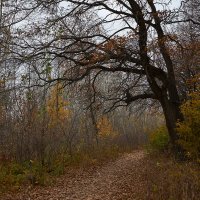 Осенняя тропинка :: Олег Манаенков