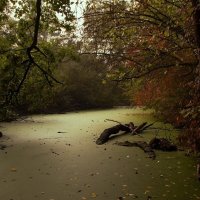 Тиной заросший лесной ручей :: Alexander Andronik