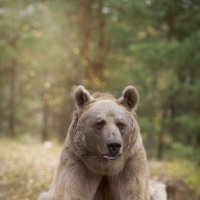 Медведь Степан :: Ольга Князева