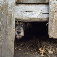 Сказал: Не выйду! :: Светлана Рябова-Шатунова