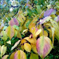 Осенние листья :: Татьяна Королёва