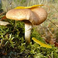 Ещё растут в лесу грибы :: Милешкин Владимир Алексеевич 