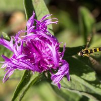 Василёк шероховатый Centaurea scabiosa L.   IMG_6311 :: Олег Петрушин