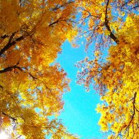 Клен и ясень в золотой листве ........... :: Любовь К.